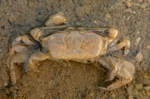 Convex Sentinel Crab