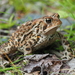 Eastern American Toad - Photo (c) kmelville, all rights reserved, uploaded by kmelville