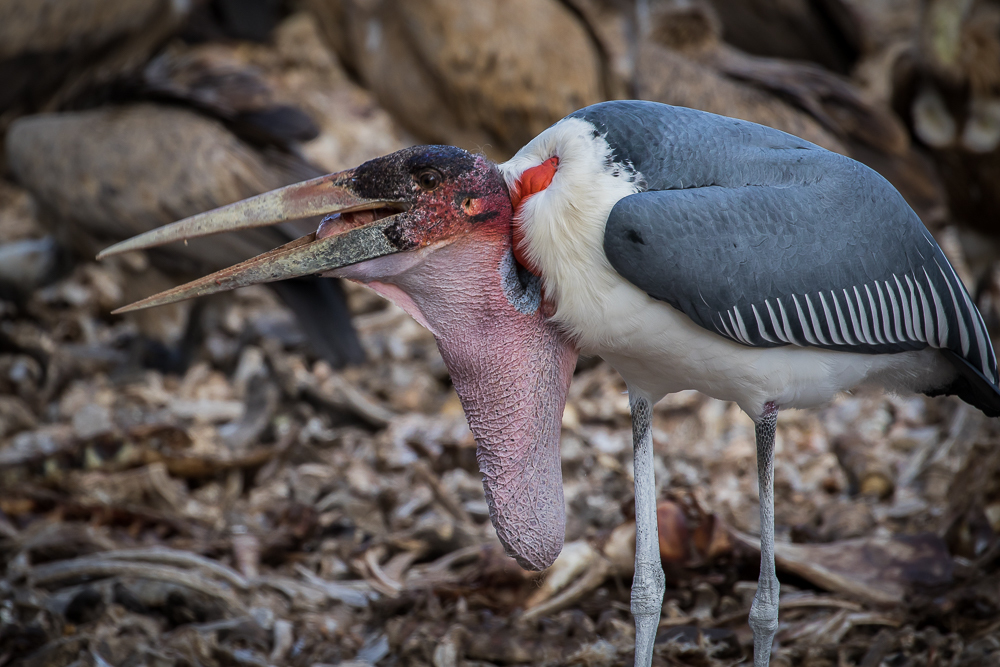 Marabou Stork photo
