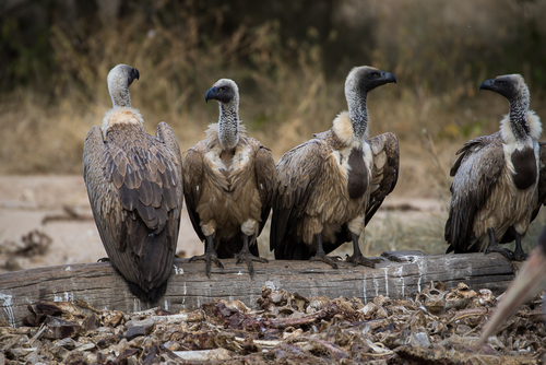 White-backed Vulture