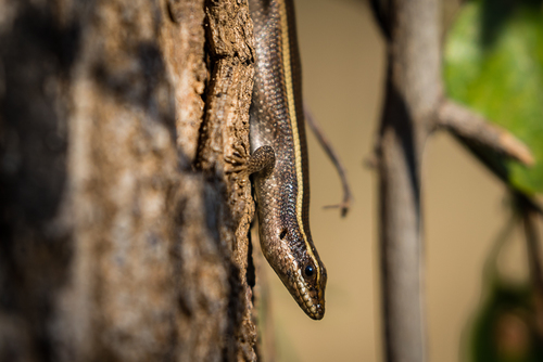 African Striped Skink