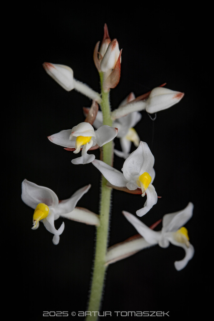 Jewel orchid