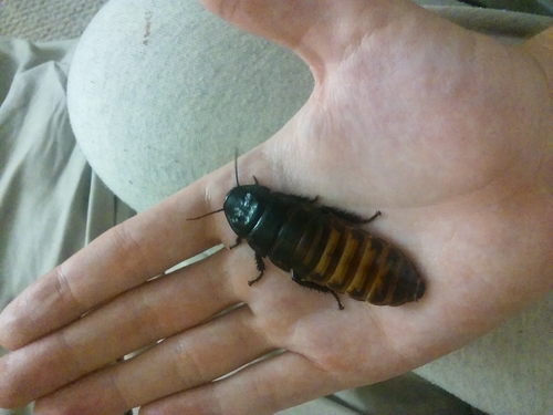 Madagascar Hissing Cockroach