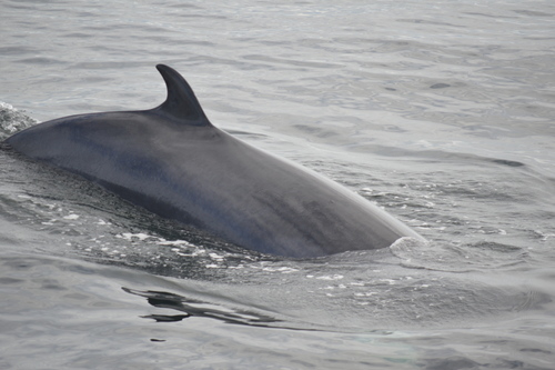 Common Minke Whale