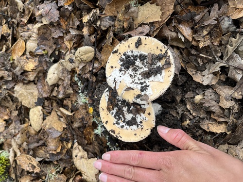 iNaturalist observation photo of springtime amanita