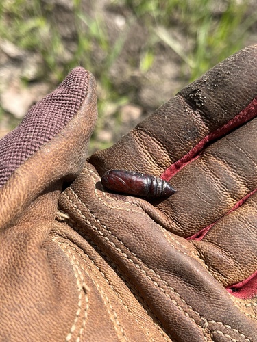 iNaturalist observation photo of Butterflies and Moths