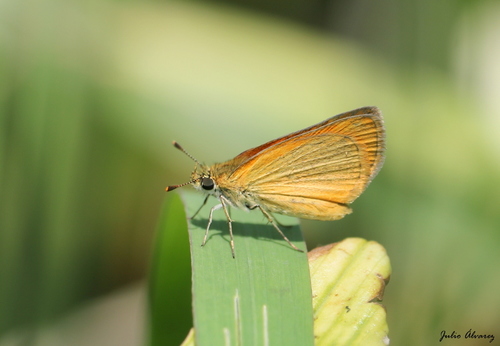 Tropical Least Skipper