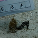 Observation photo