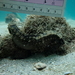 Observation photo