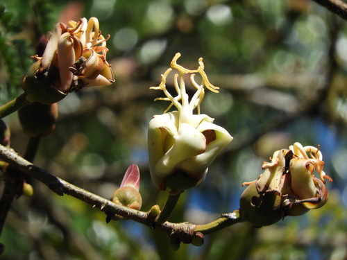 Ecuador spirotheca (Spirotheca awadendron)