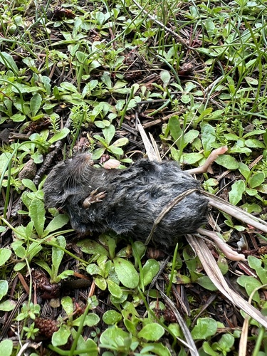 iNaturalist observation photo of Trowbridge's Shrew