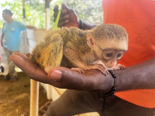 Mona Monkey