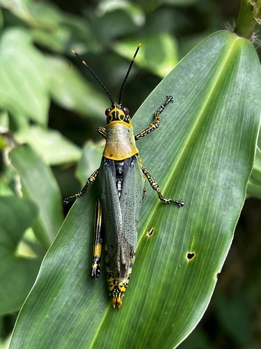 Variegated grasshopper