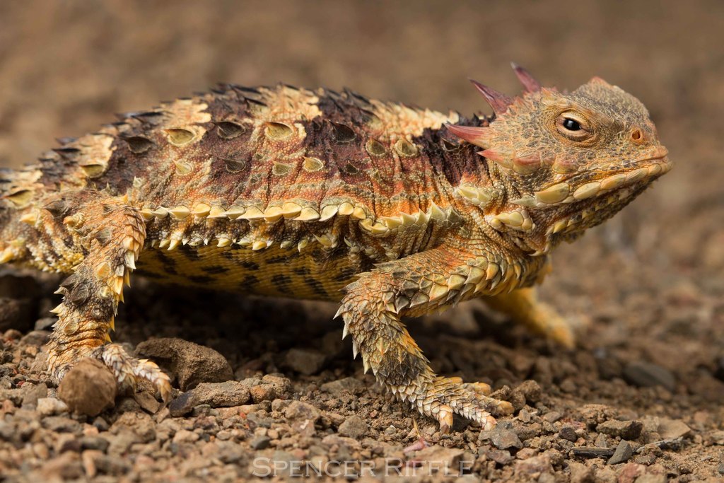 lagarto cornudo de cola plana