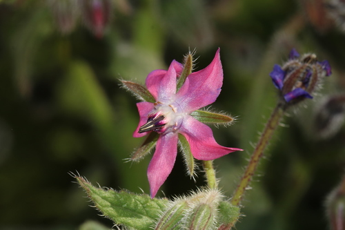 Borago