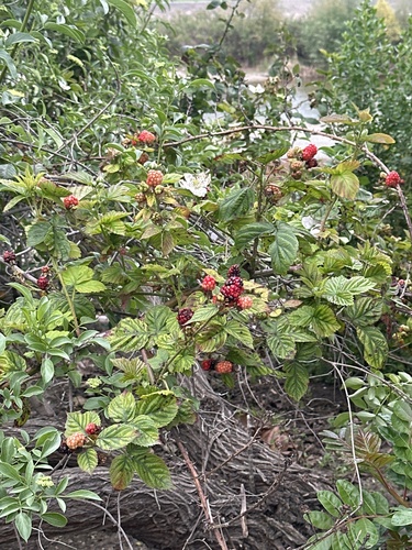 iNaturalist observation photo of trailing blackberry