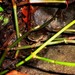 Salvador Stream Frog - Photo (c) Arnoldo Ramírez, all rights reserved, uploaded by Arnoldo Ramírez