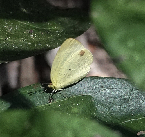 Mimosa Yellow (Eurema nise)