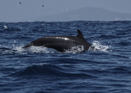 Pantropical Spotted Dolphin (Stenella attenuata)