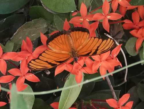 Juno Silverspot (Dione juno)