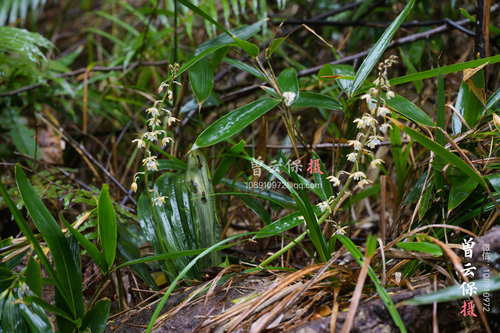 Calanthe trifida