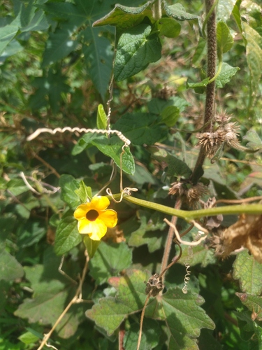 Black-eyed Susan vine