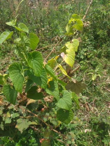 Momordica foetida