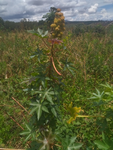 castor bean