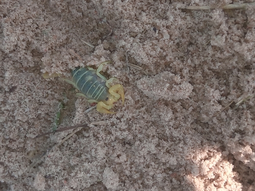 Ovambo Thicktail Scorpion
