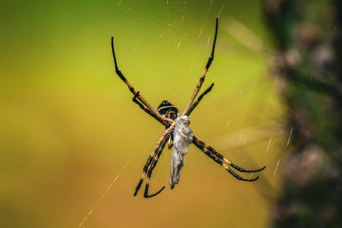 Silver Garden Orbweaver