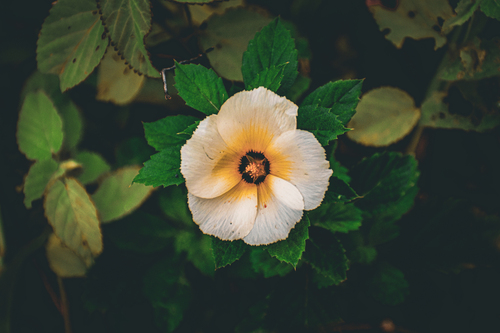 Cuban Buttercup