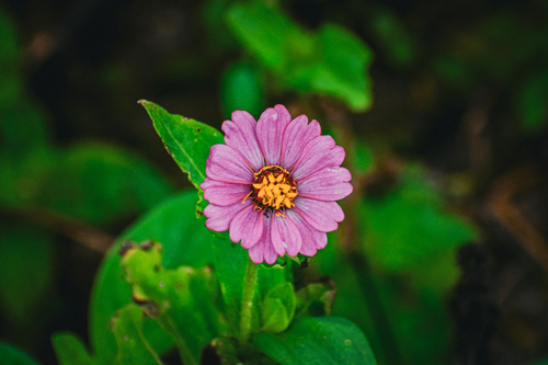 Elegant Zinnia