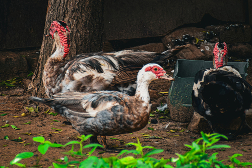 Domestic Muscovy Duck