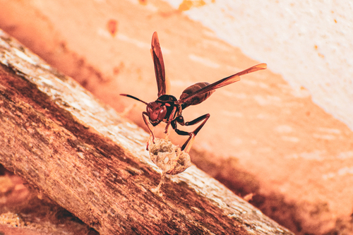 Polistes lanio