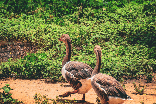 Domestic Greylag × Domestic Swan Goose