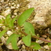 Chenopodium polyspermum obtusifolium - Photo (c) wojtest, todos los derechos reservados, subido por wojtest