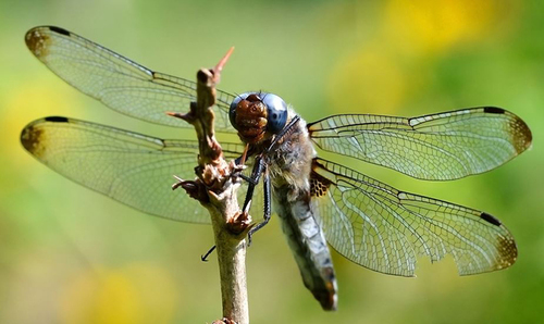 Scarce Chaser