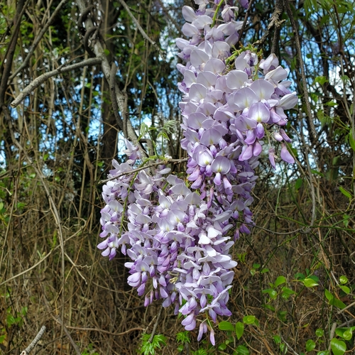Wisteria sinensis (Sims) DC.