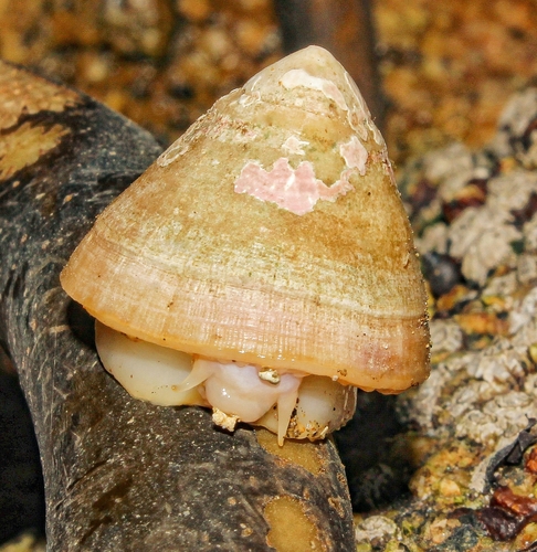 Scurria scurra (Lesson, 1831)