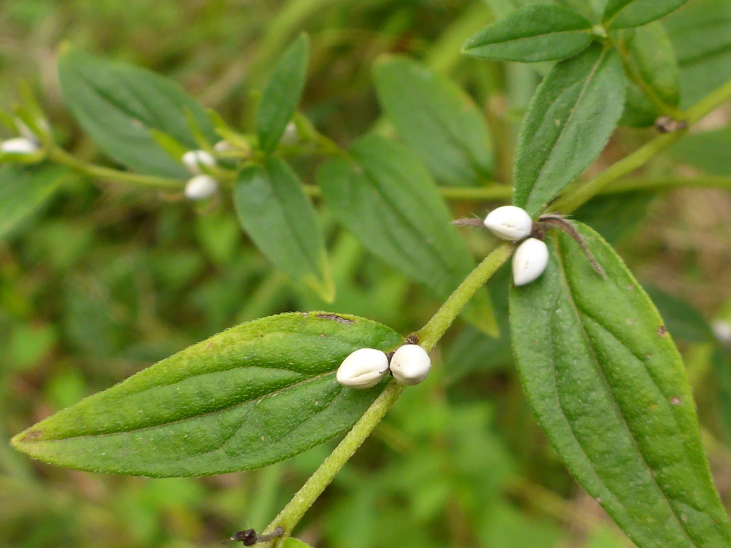 Illustration de Lithospermum officinale L.