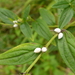 Common Gromwell - Photo (c) wojtest, all rights reserved, uploaded by wojtest
