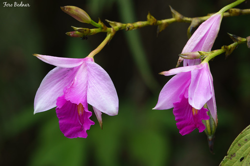 Arundina graminifolia