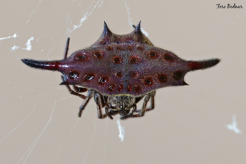 Gasteracantha diardi