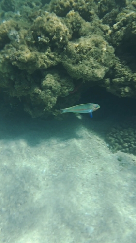 Klunzinger's Wrasse — seen at this dive site