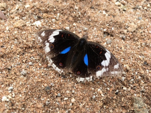 Blue-spot Pansy