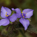 Tradescantia hirsutiflora - Photo (c) mattbuckingham, όλα τα δικαιώματα διατηρούνται, uploaded by mattbuckingham