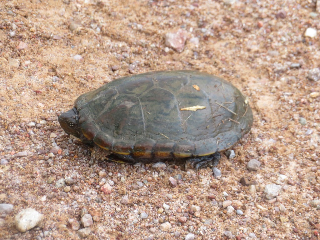 Sonoran Mud Turtle in August 2019 by Brian Hinds · iNaturalist