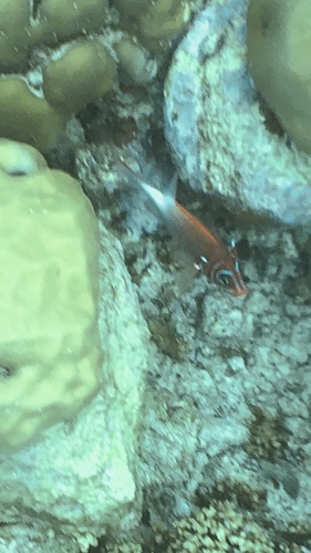 Tailspot Squirrelfish — seen at this dive site