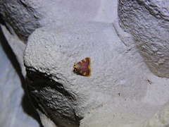 Hypsopygia costalis image