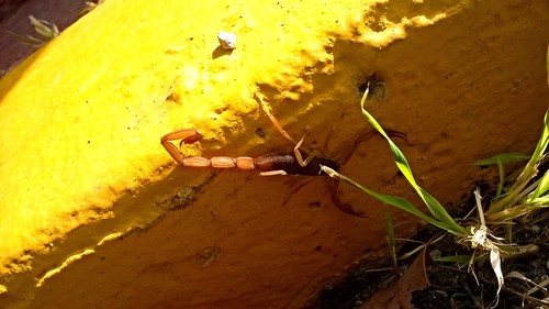 Centruroides ochraceus